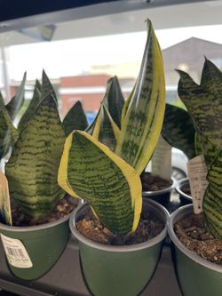 Snake plant