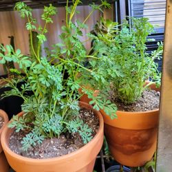 Matas De Ruda  7 Dolares Cada Una