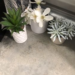 Counter Plants $3 Each