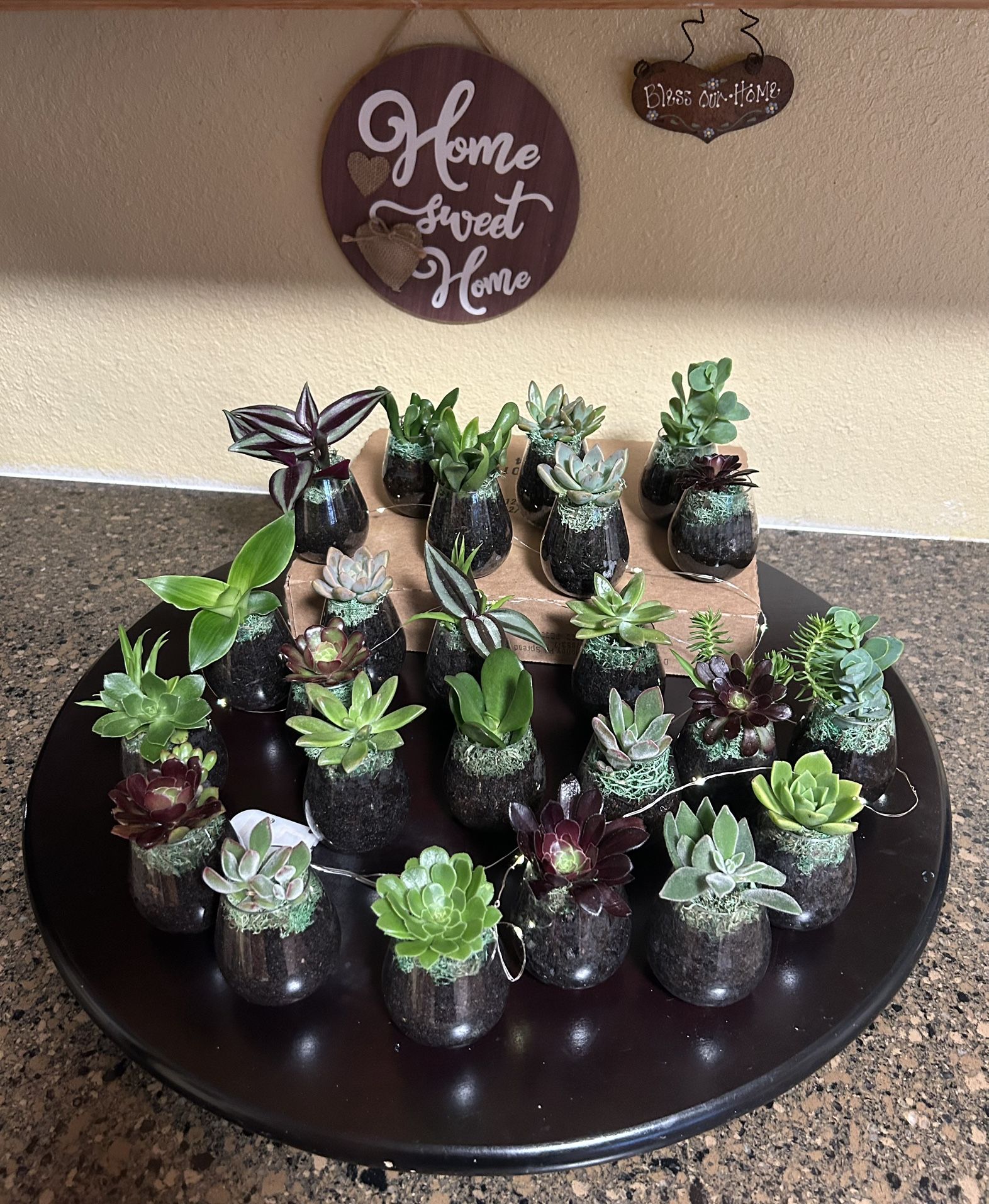 Succulents Favors For Party’s