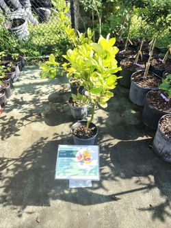 Live pummelo citrus tree- sweet giant fruit!!