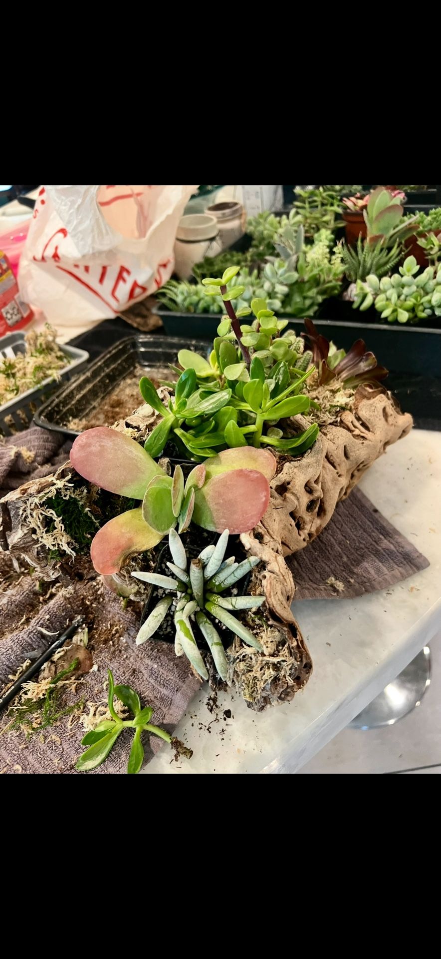 Creosote Root for sale