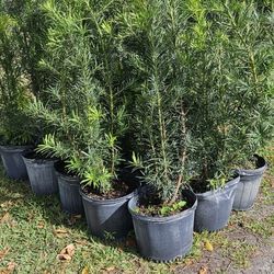 Spectacular Podocarpus Plants For Privacy!!! About 3 Feet Tall!!! Fertilized 