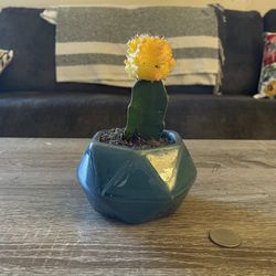 Yellow Grafted Cactus In Cute Geometrical Pot. 