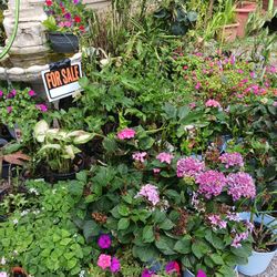 Variety Of Plants And Flowers