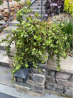 Elephant Bush outdoor Plant ($55 each )
