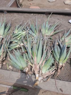 Aloe vera clippings