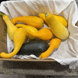 Free Squash