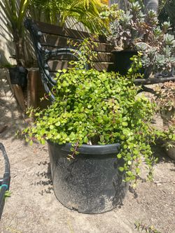 Beautiful Succulent in pot.  Lots of room to grow in this large pot.