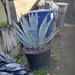 Agave Plant