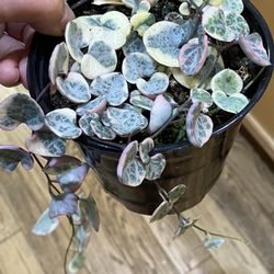 Variegated String Of Hearth