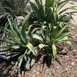 Octopus Agave Plant