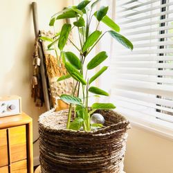 Ctenanthe Potted Mature plant