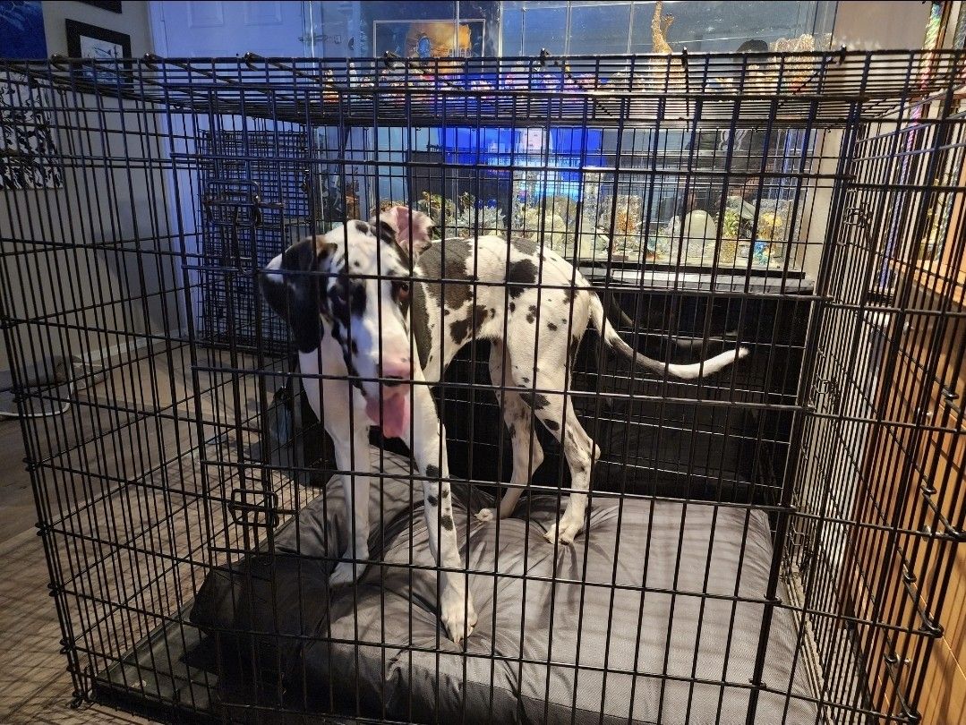 XXL Dog Crate