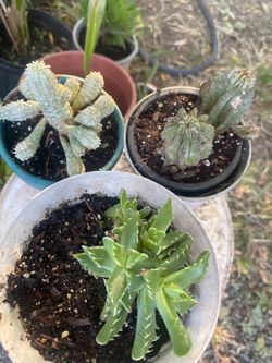 Thre Cuctus plant