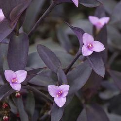 Purple Heart Succulent plant (Tradescantia pallida)