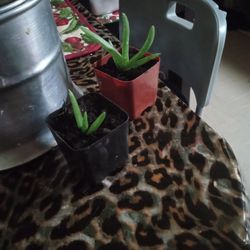2 Aloe Vera In 2inch Pots