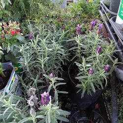 Spanish Lavender Plants 2.5qt