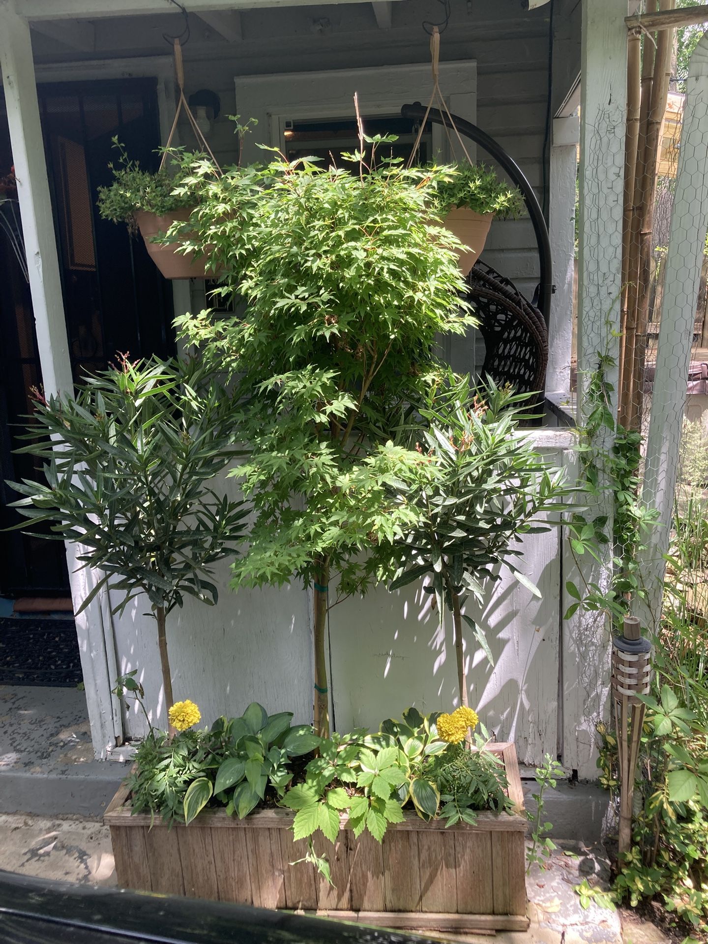PLANT SALE