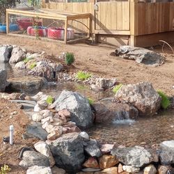 Koi Pond/ Duck pond