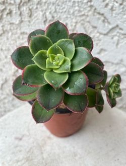 4 Inch Pot Succulent Plant - Aeonium Decorum  - Aeonium Kiwi Verde Variegated Starburst - Rooted & Established - Drought Resistant 🪴