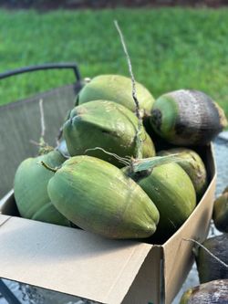 Fresh coconuts