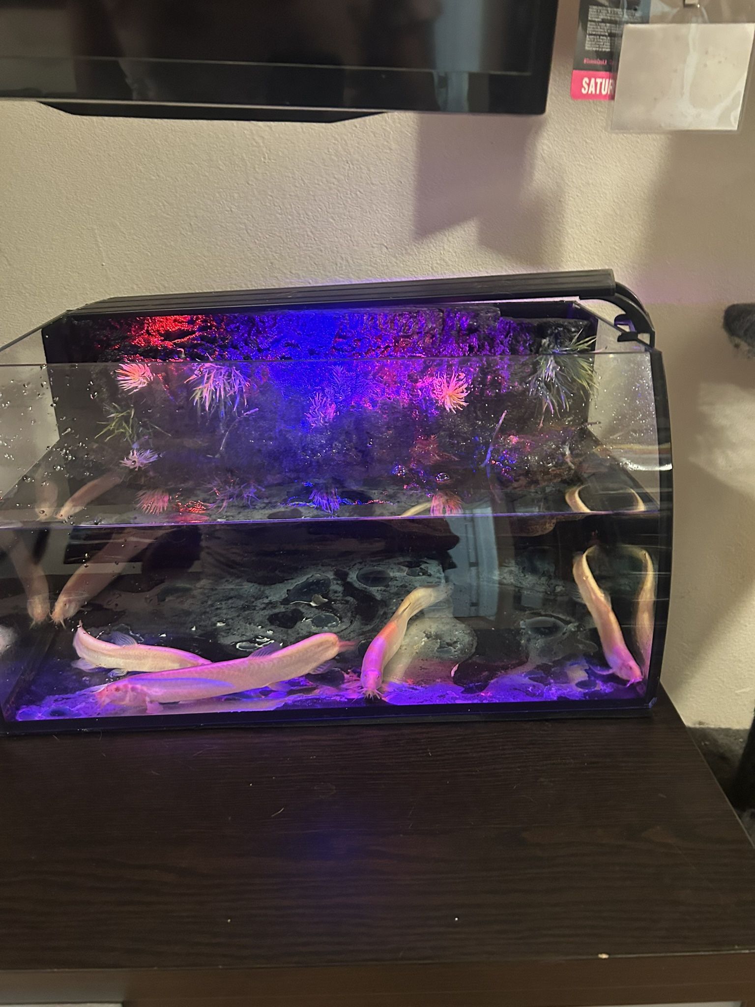 Fish Tank + Loaches