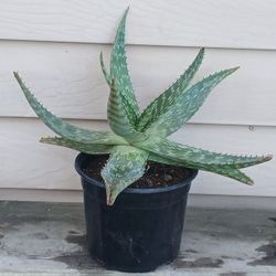 Soap Aloe Succulent Plant 🪴 
