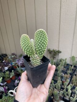 Bunny Ears Cactus/ Opuntia microdasys