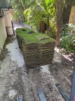 Empire Zoysia