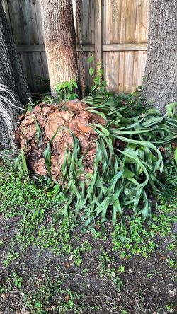 Staghorn Fern