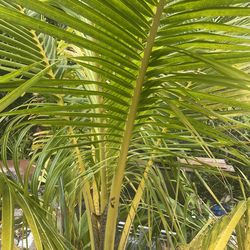 Cocos Nucifera