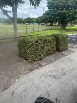 Palmetto sod