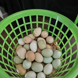 Organic Olive Egger Hatching Eggs