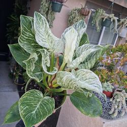 Philodendron Birkin Plant $35