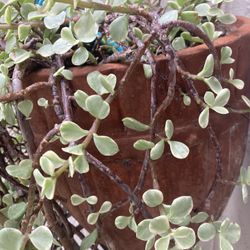 Stunning Extra large Clay Pot With Plant