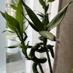 Dracaena sanderiana, water bamboo