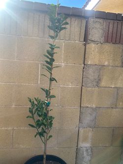 Grafted Mexican Lime Tree  in Pot