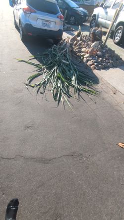 Free Sugar Cane