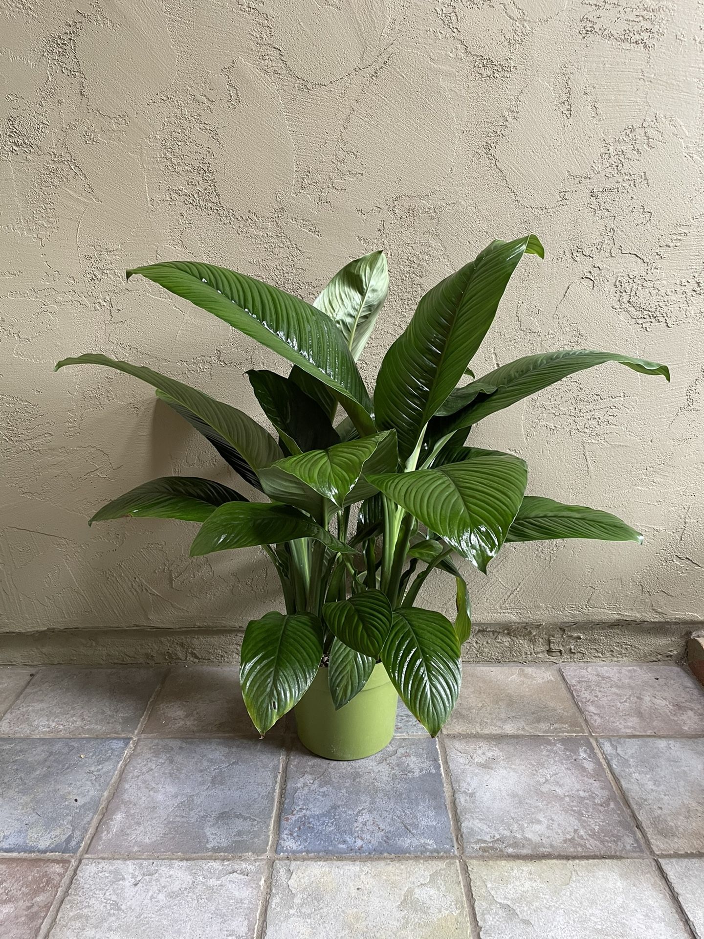 Spathiphyllum Sensation Peace Lily House Plant