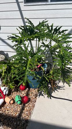 Large Philodendron Plant in Teal Pot