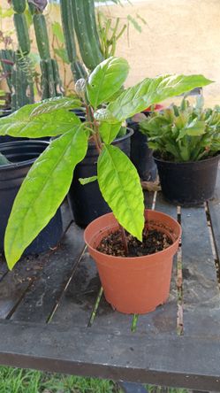 Bacon Avocado Tree