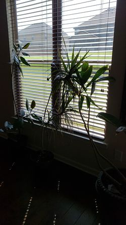 Indoor plants