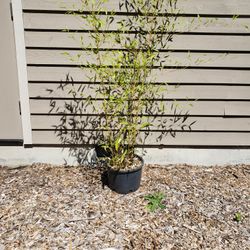 Black Bamboo 
