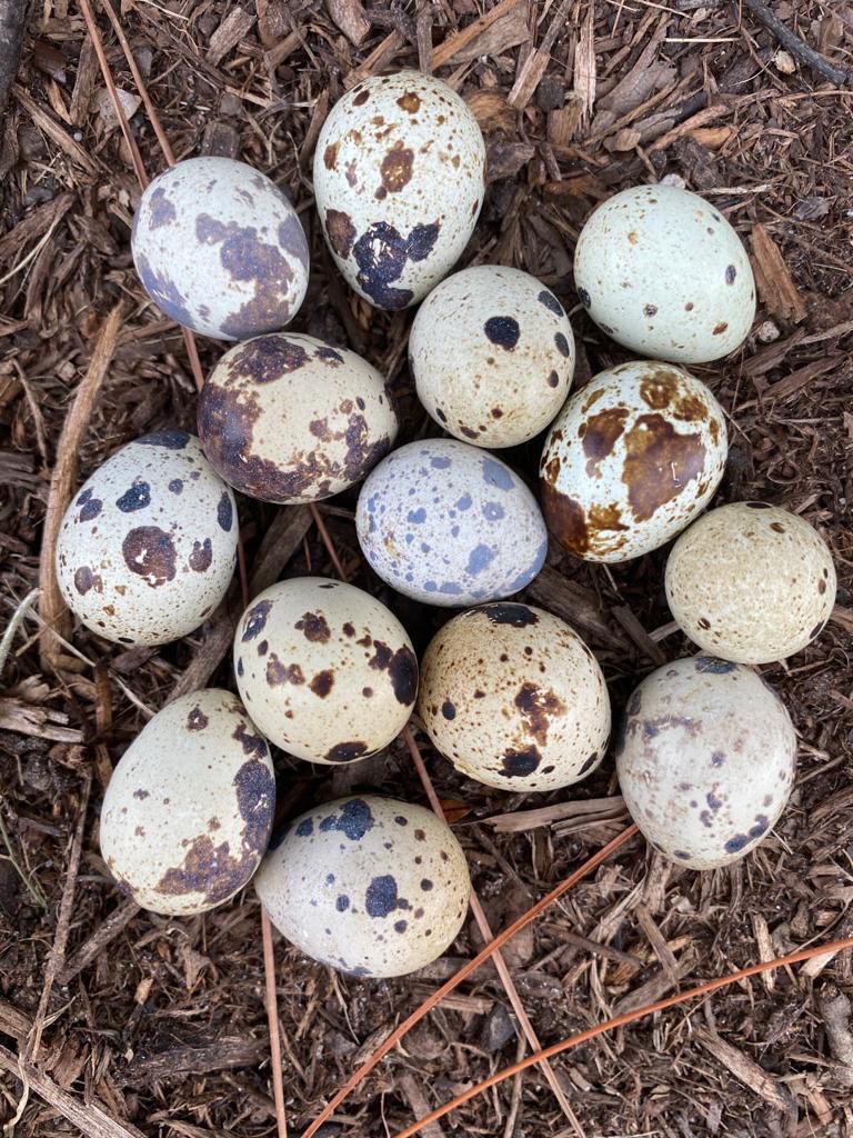 Fresh quail eggs for hatching ( two dozen)