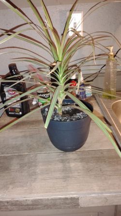Dracaena Magenta Plant in  6" Black Plastic Pot Houseplant Easy to Care For!