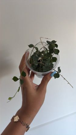 Hoya Curtisii