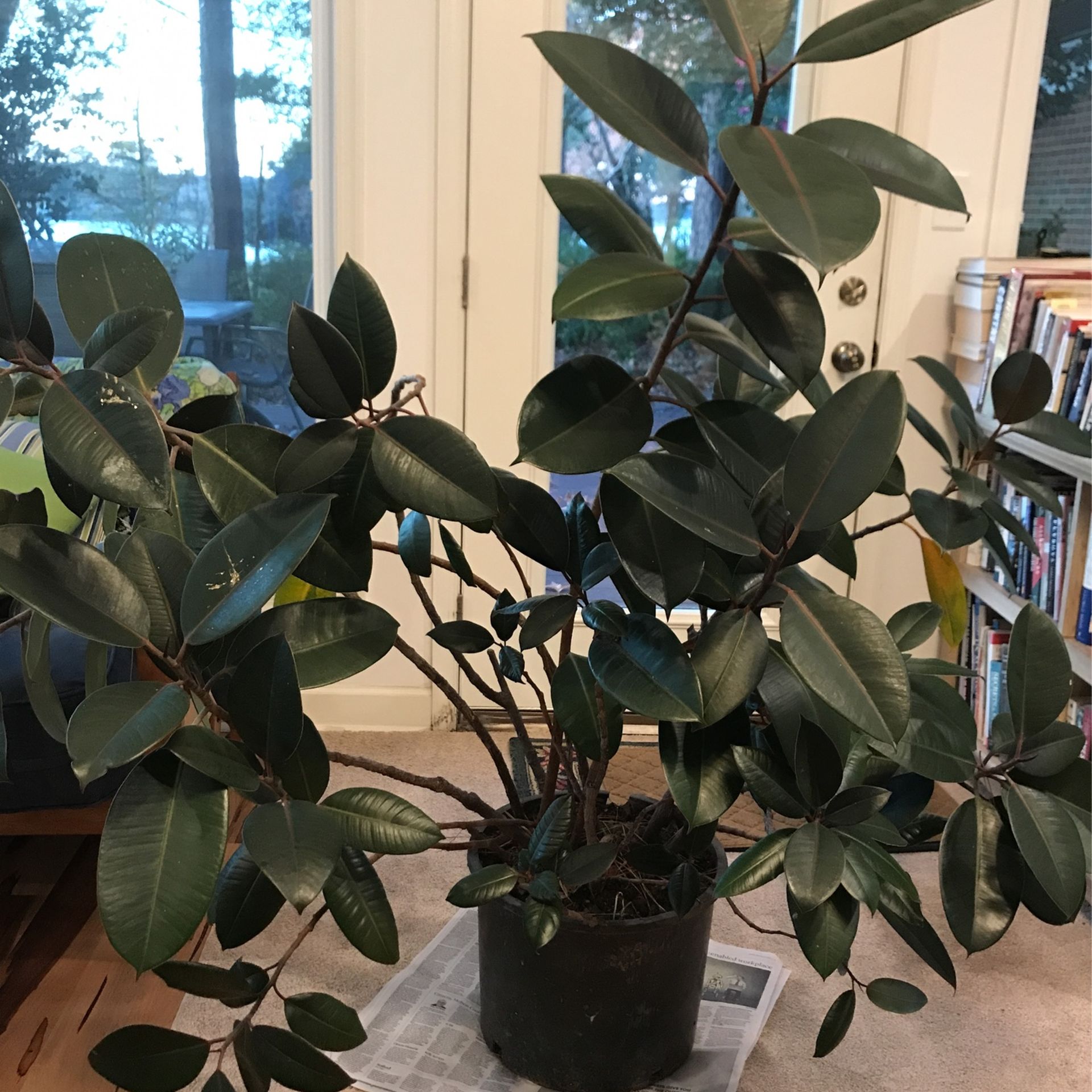 Rubber Tree Plant