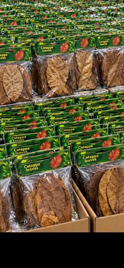 Catappa ( almond ) leaves ideal for betta or shrimp  tanks