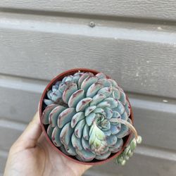 4” Succulent